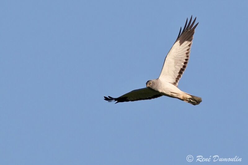 Hen Harrier male adult, Flight