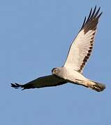 Hen Harrier