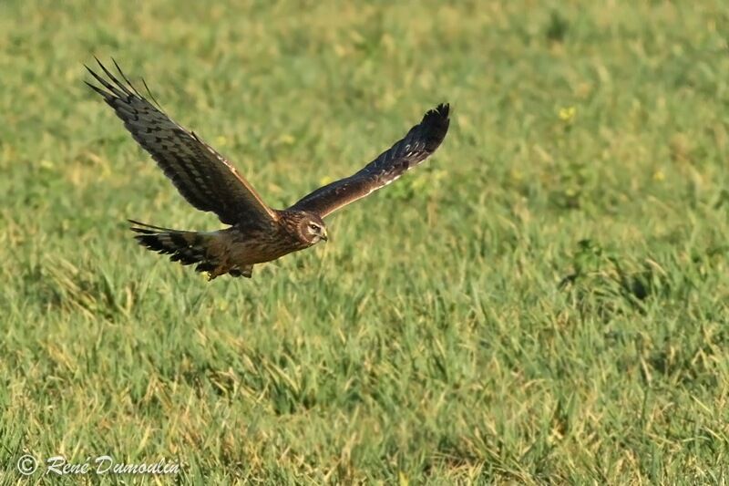 Hen HarrierFirst year, Flight