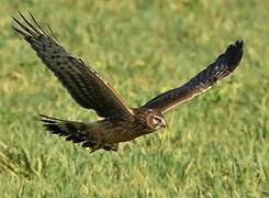 Hen Harrier