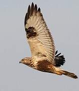 Rough-legged Buzzard