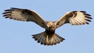 Rough-legged Buzzard