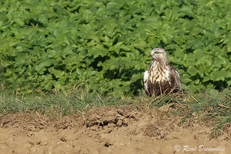 Rough-legged Buzzardjuvenile, identification