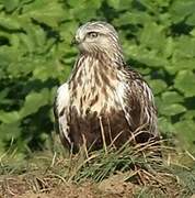 Rough-legged Buzzard