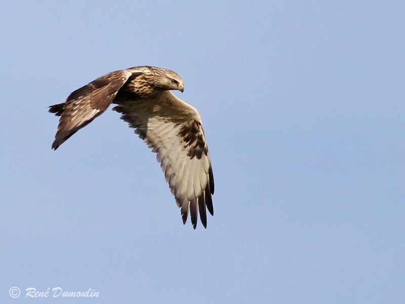 Rough-legged Buzzardjuvenile, Flight