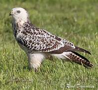 Common Buzzard