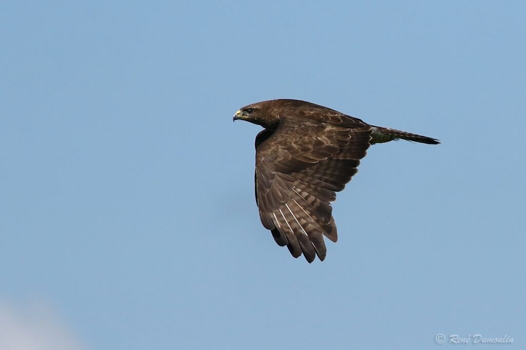 Common Buzzardjuvenile, Flight