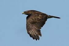 Buse variable