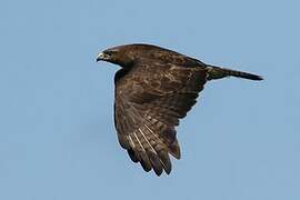 Common Buzzard