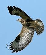 Common Buzzard