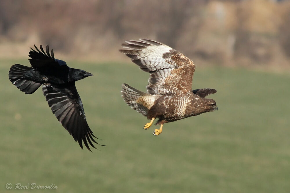 Common Buzzardadult, identification, Flight, Behaviour