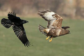 Common Buzzard