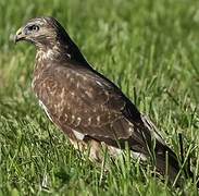 Common Buzzard