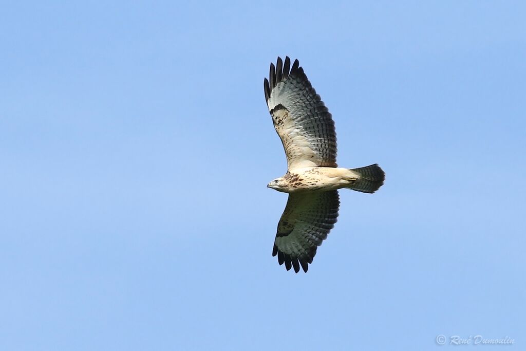 Common Buzzardjuvenile, Flight