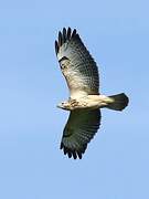 Common Buzzard