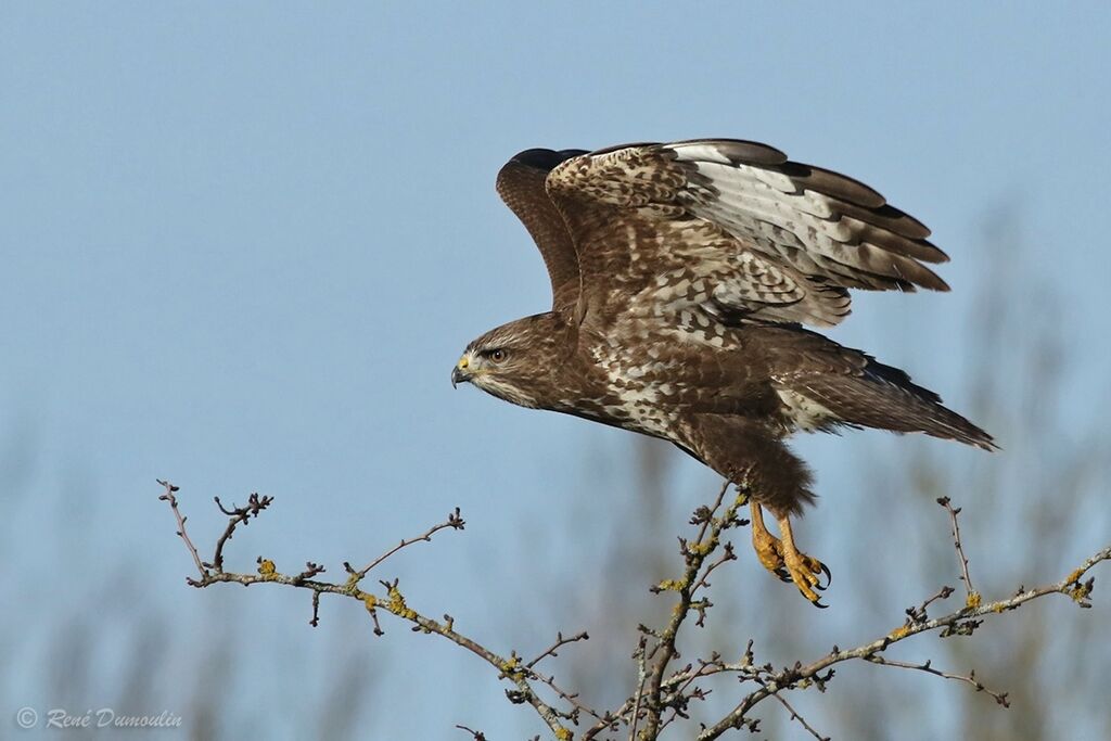 Common BuzzardFirst year, Flight