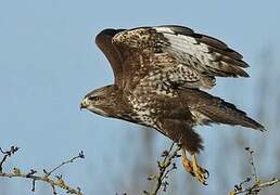 Common Buzzard