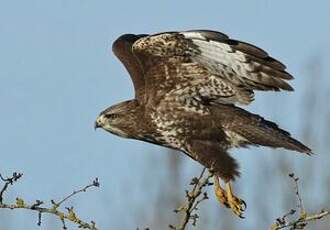 Buse variable