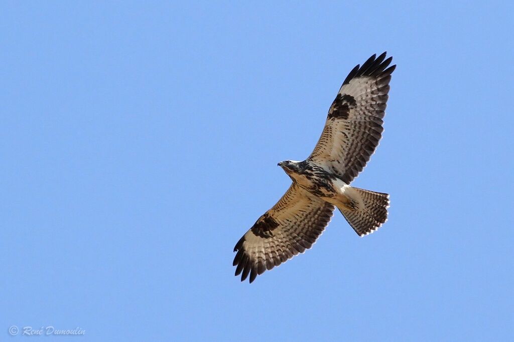 Common Buzzardjuvenile, identification