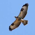 Buse variable