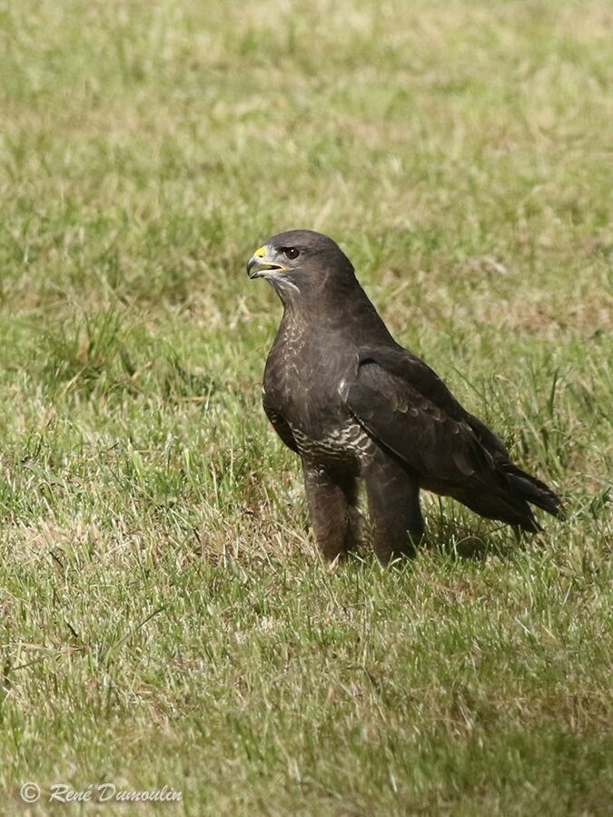 Common Buzzardimmature, identification