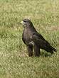 Buse variable