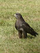 Common Buzzard