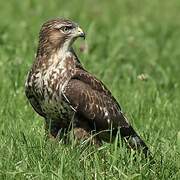 Common Buzzard