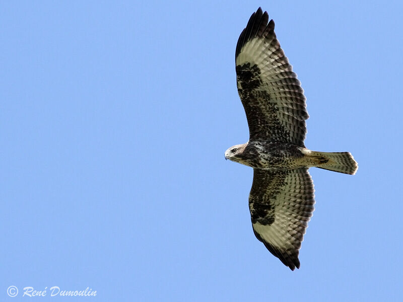 Common Buzzardjuvenile, Flight