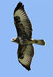 Buse variable