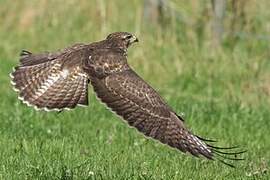 Common Buzzard