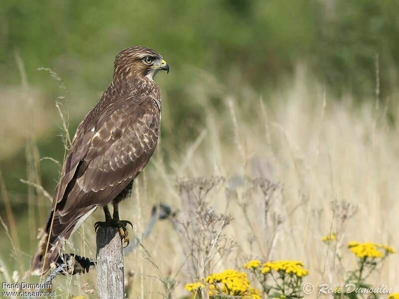 Common Buzzard - Buteo buteo juvenile - redu186692 Buteo Buteo