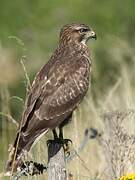 Common Buzzard