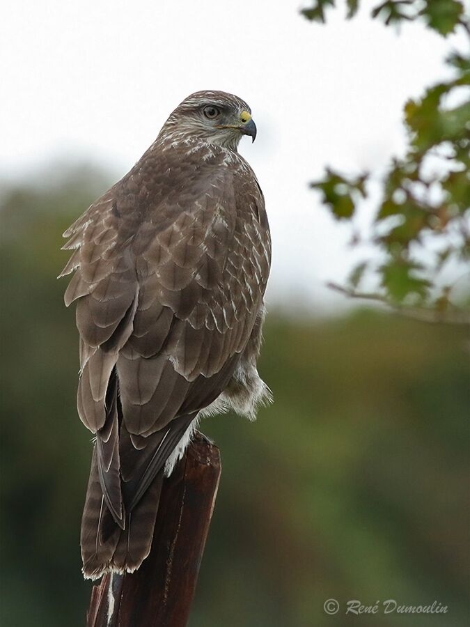 Buse variable1ère année, identification