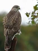 Common Buzzard