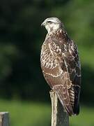 Common Buzzard