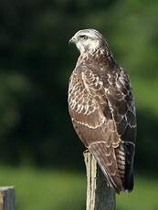 Buse variable