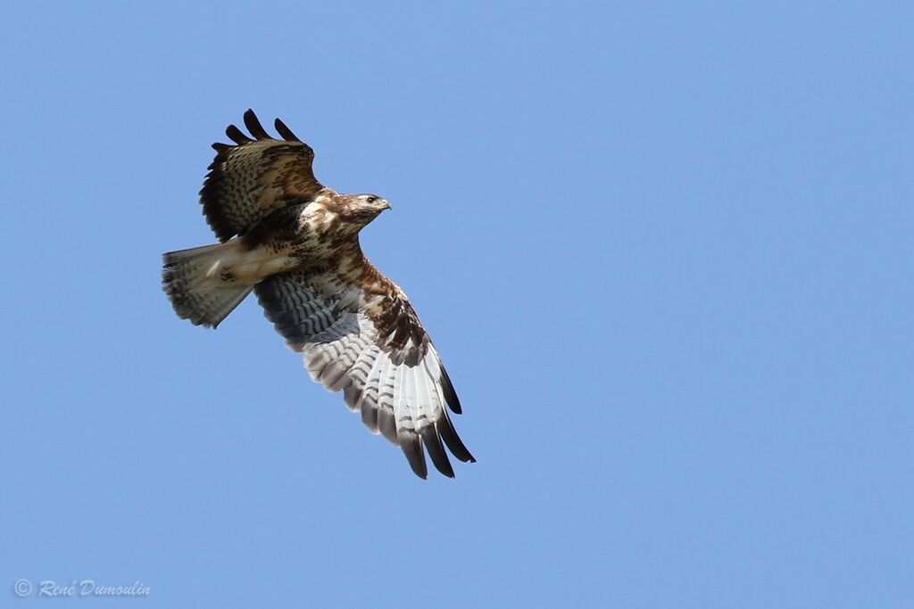 Common Buzzardjuvenile, Flight