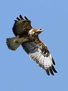 Common Buzzard