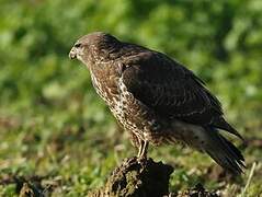 Common Buzzard