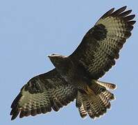 Common Buzzard