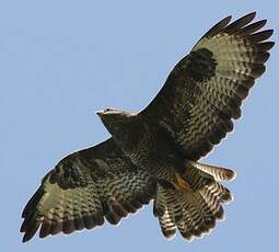 Buse variable