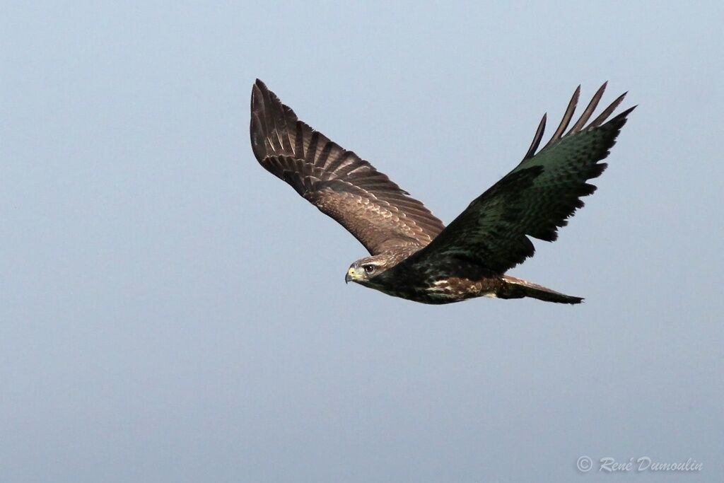 Common Buzzardimmature, Flight