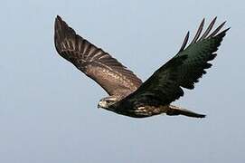 Common Buzzard