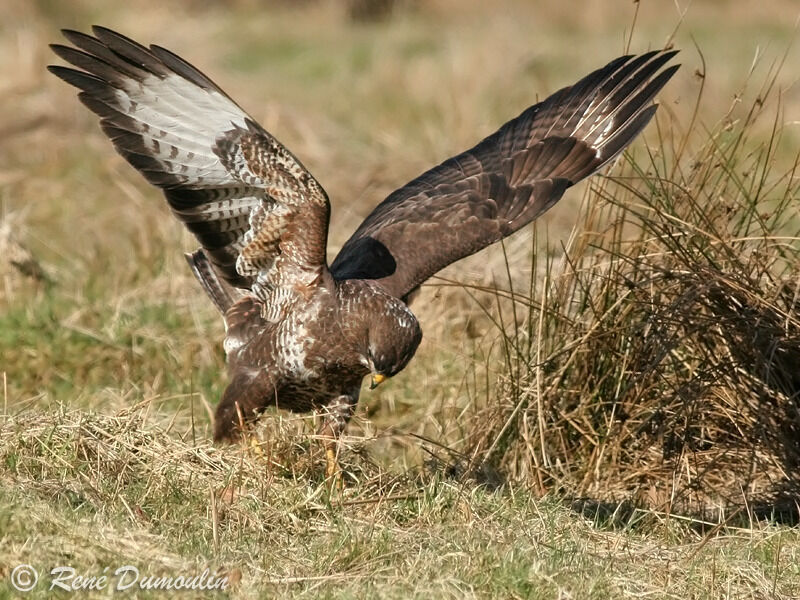 Common Buzzardadult, Behaviour