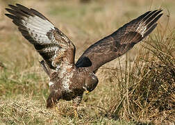 Common Buzzard