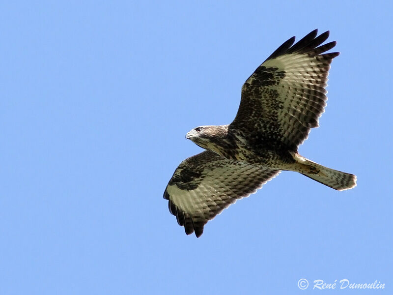 Common Buzzardimmature, Flight