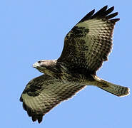 Common Buzzard