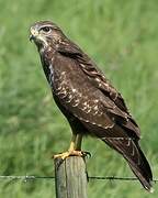 Common Buzzard