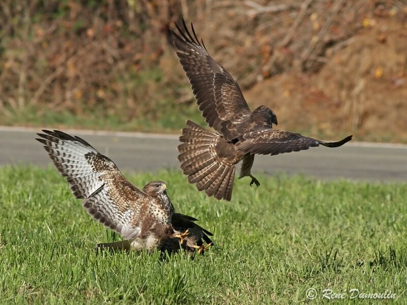 Common Buzzard, identification